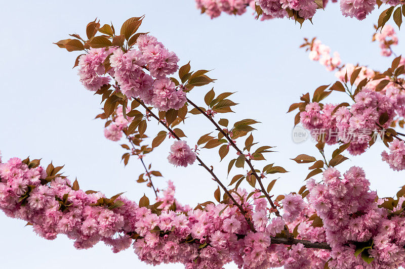 日本樱桃(Prunus serrulata)树的特写照片